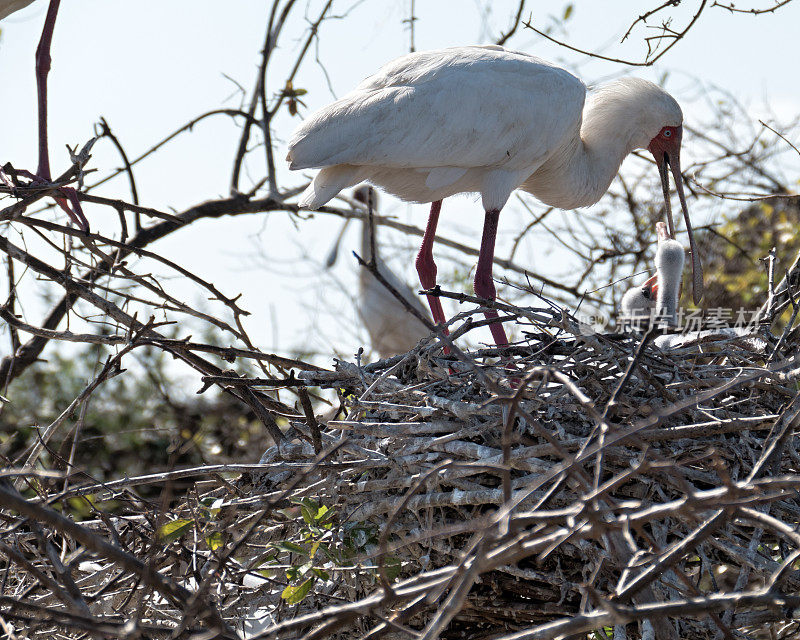 在坦桑尼亚的塞洛斯野生动物保护区，非洲琵鹭(白Platalea alba)正在喂养它们的幼崽